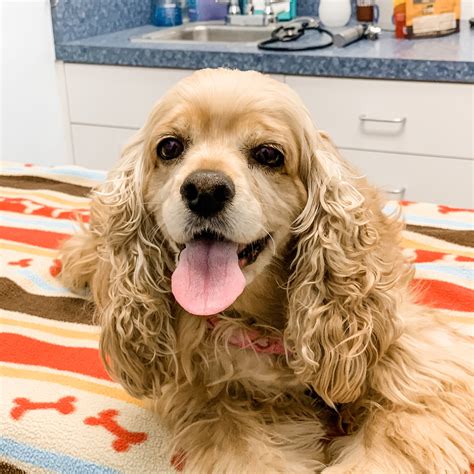 A member of our team will call you to chat about your situation and help you decide if rehoming your Cavalier King Charles Spaniel is the right decision for you. . Cocker spaniel rescue wisconsin